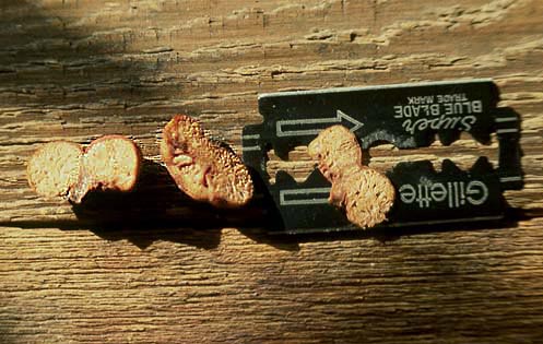 Lactarius silviae